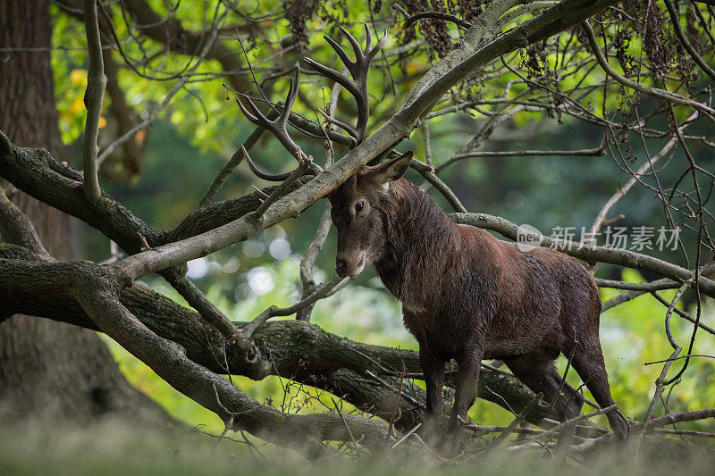 红鹿(Cervus elaphus)